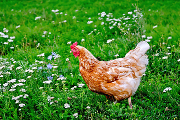 Image showing Chicken brown on grass with flowers