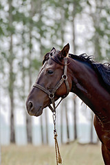 Image showing Horse dark brown