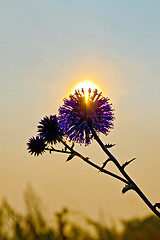 Image showing Flower spiny at sunset