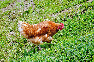 Image showing Chicken brown on green grass