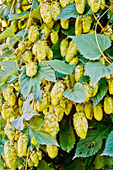 Image showing Hops blooming with leaves