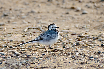 Image showing Wagtail on the sand