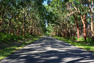 Image showing Driving through red gums in Mungo Brush National Park