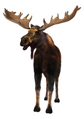 Image showing Moose