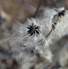 Image showing Cotinus coggygria