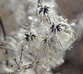 Image showing Cotinus coggygria