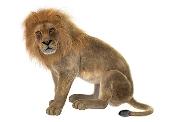 Image showing Male Lion