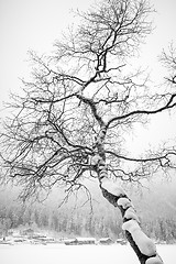 Image showing tree and snow