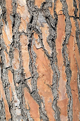 Image showing background, pine bark