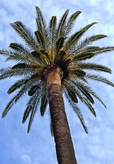 Image showing Palm against the blue sky