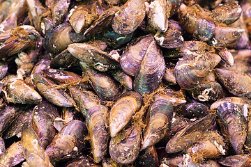 Image showing seashells SEAFOOD