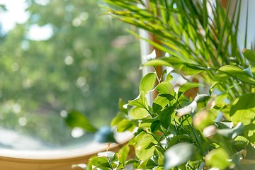 Image showing Green plant against window