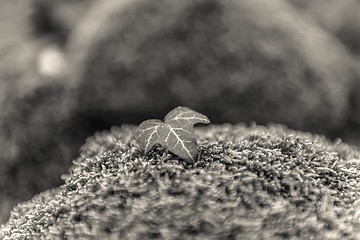 Image showing Green moss isolated 