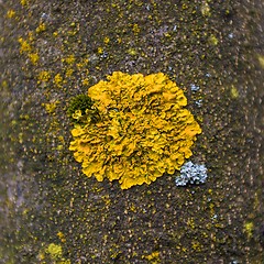 Image showing Green moss isolated 