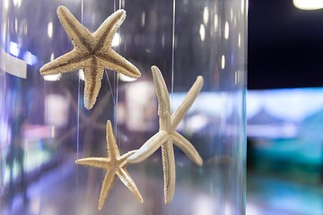 Image showing Starfish collection
