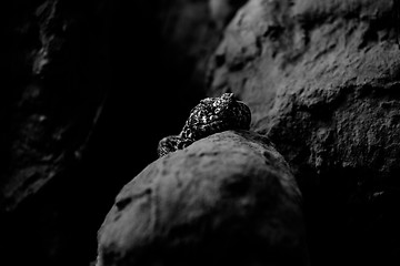 Image showing Lizard on the rock