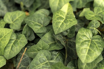Image showing Leaves of fresh green ivy closeup