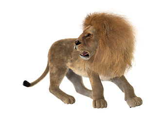 Image showing Male Lion