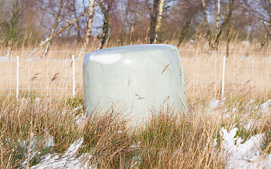 Image showing Bales of green crop silage