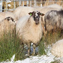 Image showing Adult sheep 