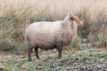 Image showing Adult sheep 