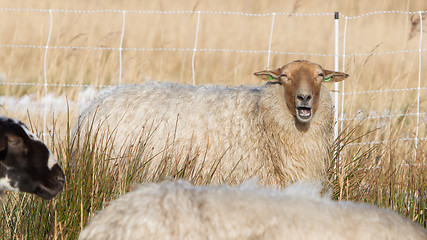 Image showing Adult sheep 