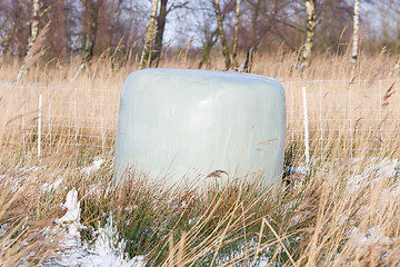 Image showing Bales of green crop silage