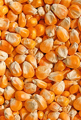 Image showing corn seeds close up as background