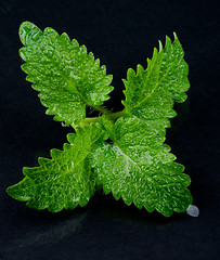 Image showing Mint Leafs