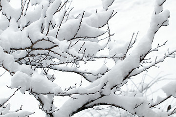 Image showing White snow on the tree branch