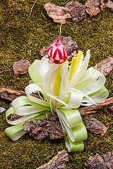 Image showing Flower of leek on forest floor