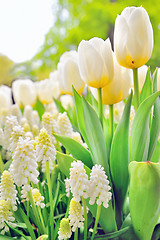 Image showing Muscari botryoides and tulips