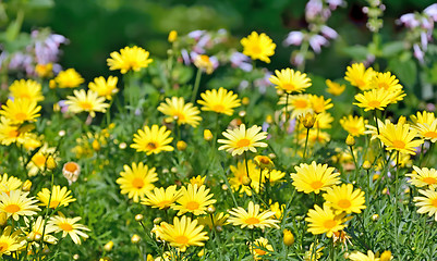 Image showing Golden Marguerite, Anthemis tinctoria