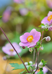 Image showing Geum quellyon flower