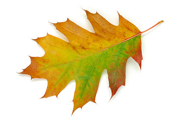 Image showing Oak leaf