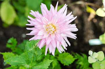 Image showing Dahlia Aurora s kiss