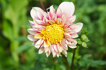 Image showing beutiful dahlia