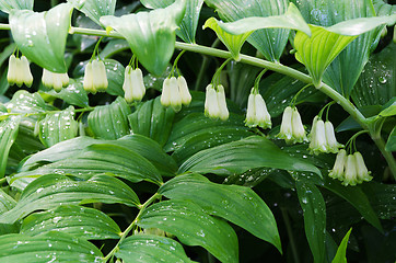 Image showing Polygonatum Commutatum