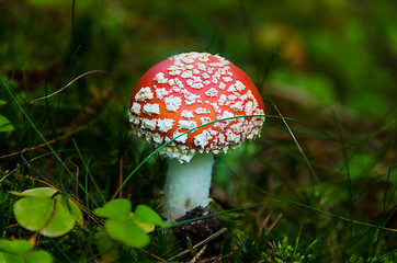 Image showing Toadstool