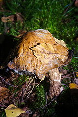 Image showing Forest fungus