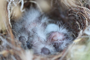 Image showing Baby Birds