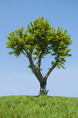 Image showing Tree