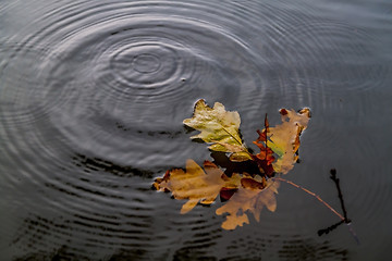 Image showing Autumn rain