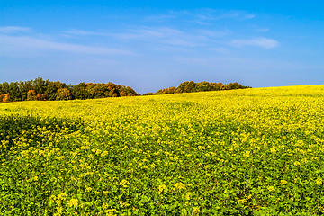 Image showing Autumn field