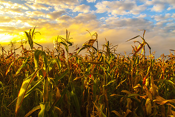Image showing Corn thickets at sunset