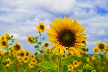 Image showing Young sunflower