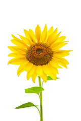 Image showing Young sunflower