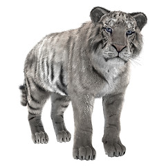 Image showing White Tiger