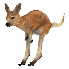 Image showing Joey