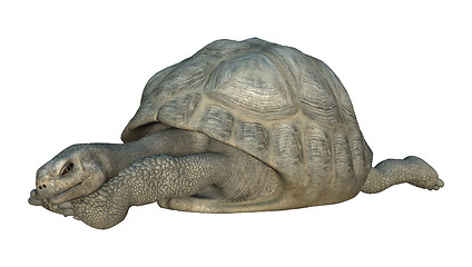 Image showing Galapagos Tortoise